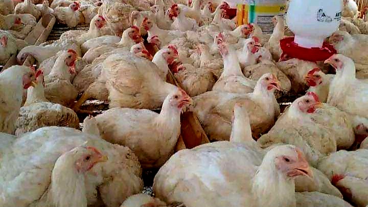 MBG Targetkan Produksi Ayam Potong Sumut Meningkat 38% di Oktober